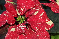 Weihnachtstern