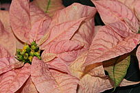Weihnachsstern rosa