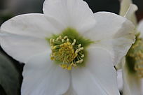 Schneerose