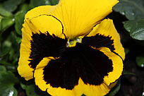 Stiefmütterchen (Viole)