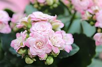 Kalanchoe