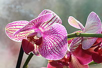 Orchidee