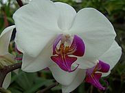 Orchidee